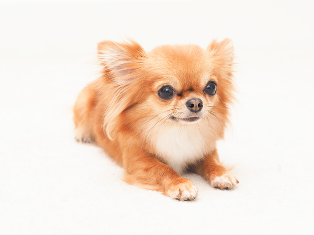 座っている犬